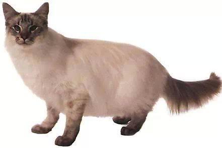 最便宜的宠物猫咪品种图片及价格,哪个品种的猫咪性格最好最温顺