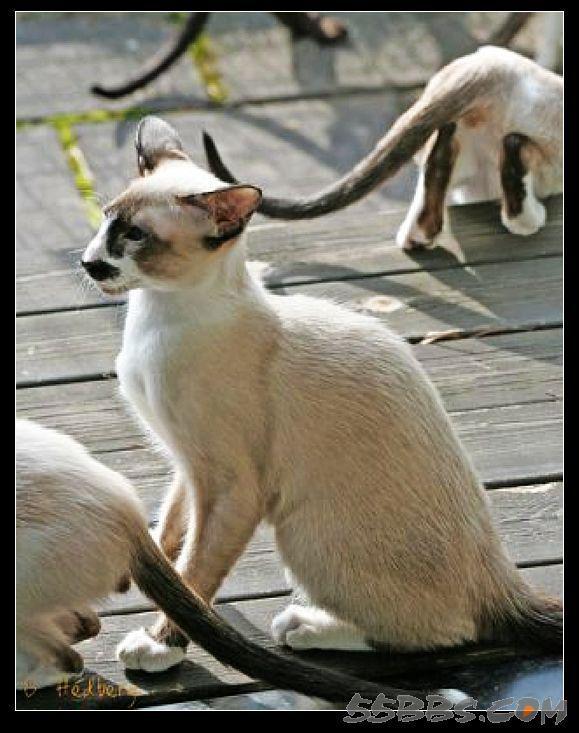 最便宜的宠物猫咪品种图片及价格,哪个品种的猫咪性格最好最温顺