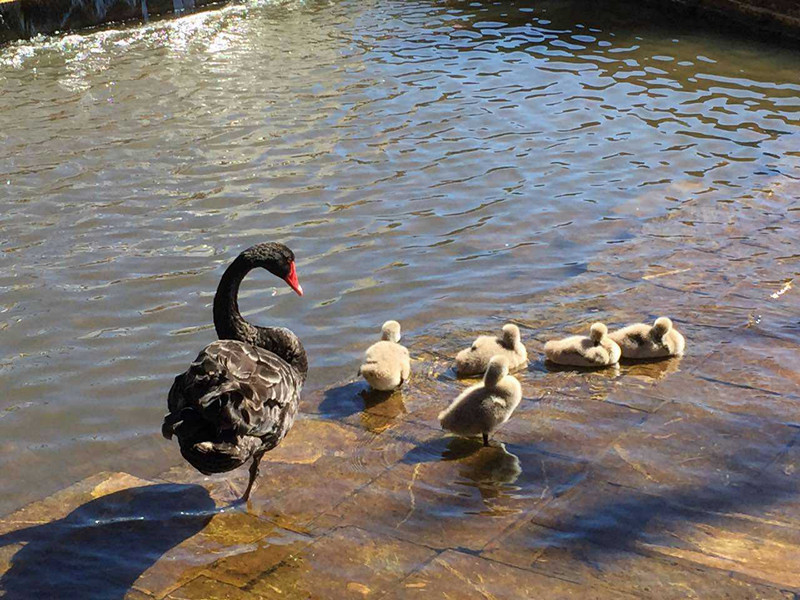 珀斯最孤独的城市,为什么珀斯是最孤独的城市