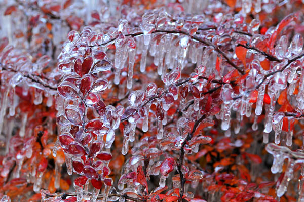 科普到底什么是冻雨为什么它可怕,为什么出现冻雨