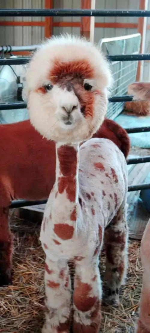 新手在家给狗狗剪毛视频教程全套,干货自己在家怎么给狗狗剪毛