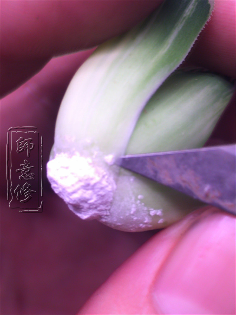 十二卷扦插方法,十二卷叶插教学