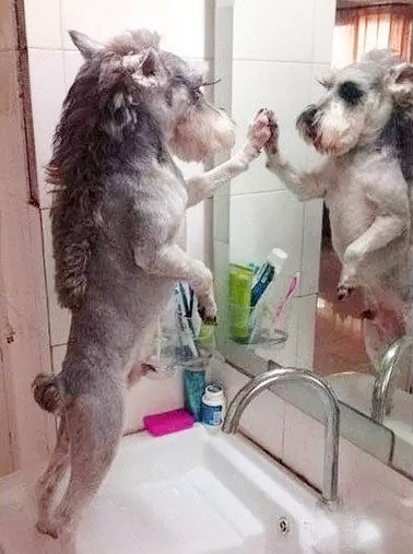 新手在家给狗狗剪毛视频教程全套,干货自己在家怎么给狗狗剪毛