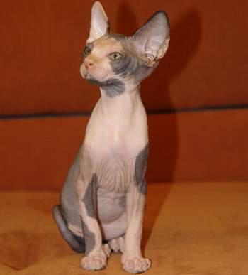 最便宜的宠物猫咪品种图片及价格,哪个品种的猫咪性格最好最温顺