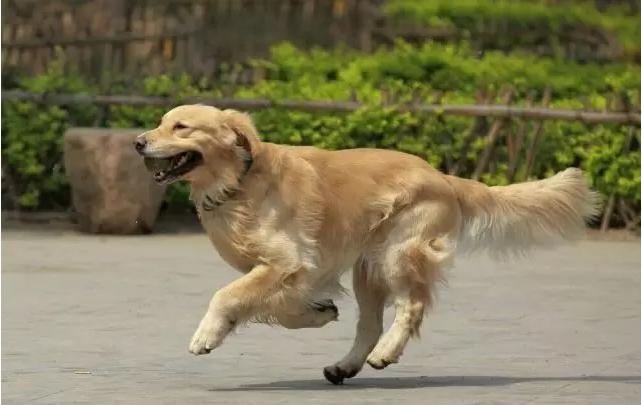 自行车骑行西藏遇狗,骑车被狗追怎么办