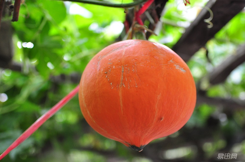 副厂镜头推荐,副厂镜头比原厂便宜吗