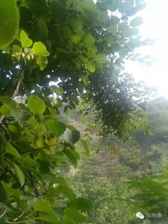 高山上纯天然野生猕猴桃,大山深处纯天然无公害猕猴桃