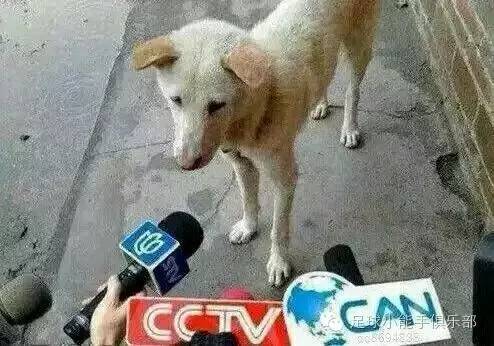 齐达内欧洲杯葡萄牙,女足齐达内