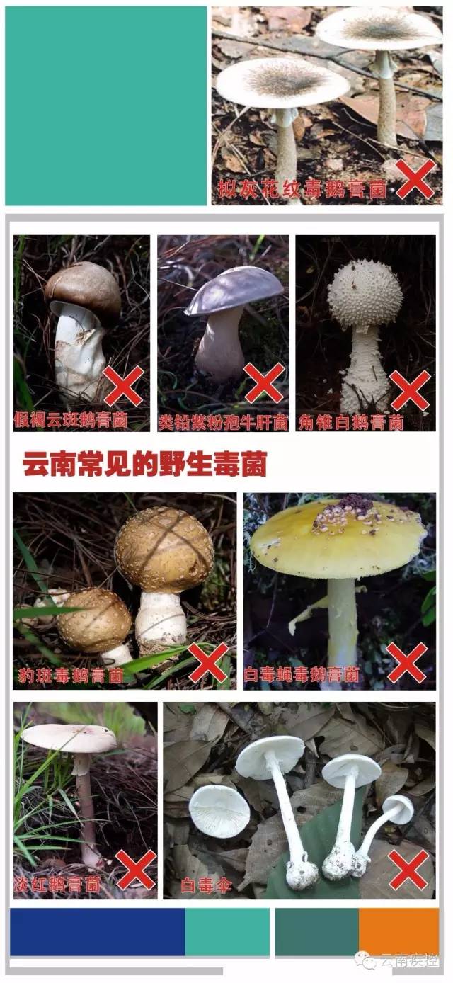 食用野生菌科普知识,菌类常识