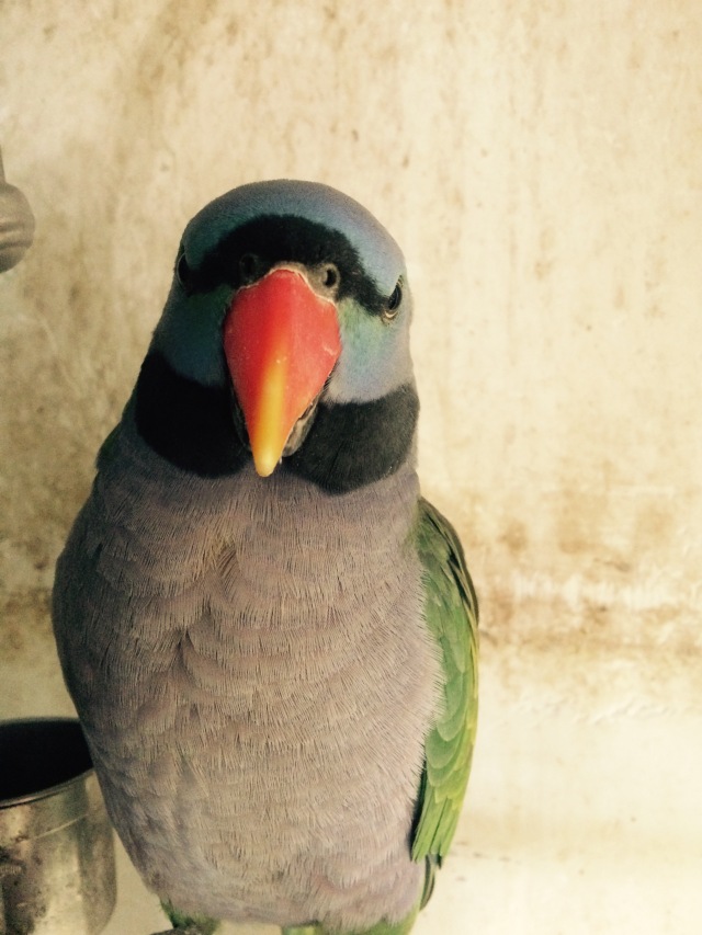 虎皮鹦鹉多少天可以拿出来手养,手养虎皮鹦鹉雏鸟训练教程视频