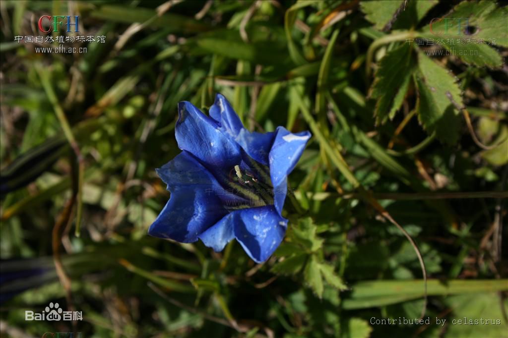 肝火旺龙胆草黄芩,龙胆草能治肝火旺
