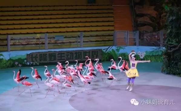 长隆野生动物园攻略亲子游三天,从广州长隆到珠海长隆亲子游攻略