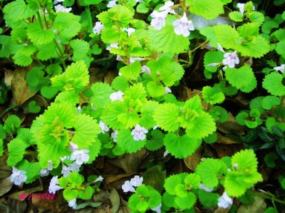 乡间常见的植物活血丹 (活血丹草药能治什么病虫)