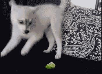 狗狗被主人吃柠檬,强迫狗狗吃柠檬了会怎样