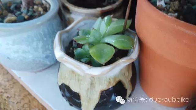 多肉挡雨遮阳布,伸缩挡雨架多肉