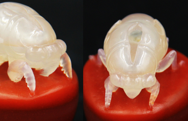 蝉设计灵感 (镂空调色蝉)