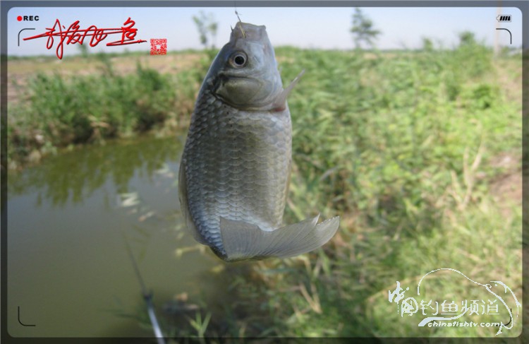户外野钓小河沟七星鱼,鲫鱼野钓小河沟
