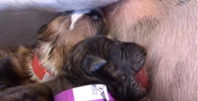 母狗第一次生宝宝，在主人的帮助下顺利生产，下一幕出现特大惊喜