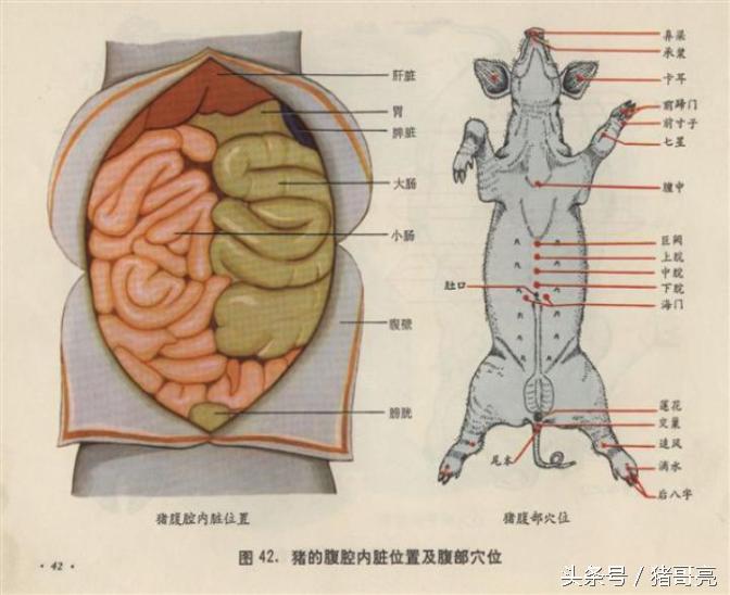 猪针灸,养猪可以针灸吗