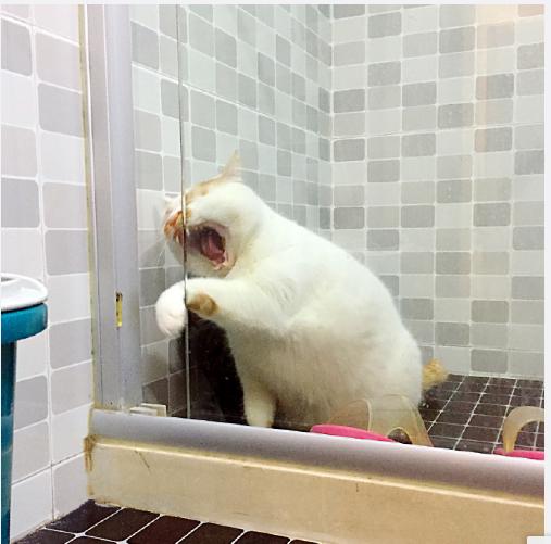 可以舔猫咪的神器,舌头仿真器