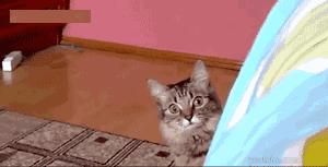 冷静表情包gif图片,搞怪图片gif