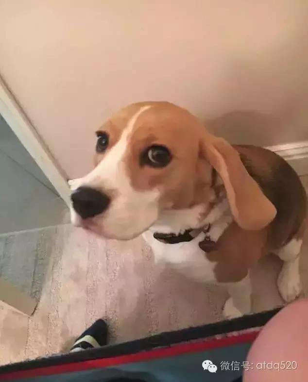 主人上厕所狗狗会想什么,狗狗为什么在上厕所时会看着你