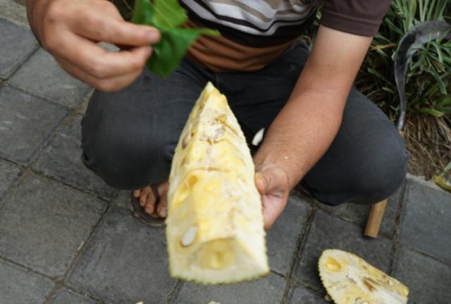 268元可以在巴厘岛landih买多少真正的猫屎咖啡豆?