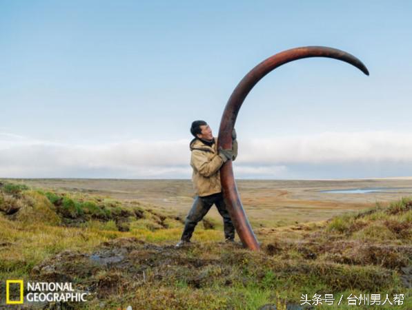 冰封数万年的猛犸象,藏传老猛犸象牙