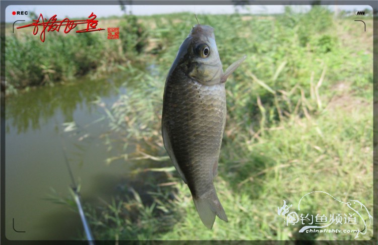 户外野钓小河沟七星鱼,鲫鱼野钓小河沟