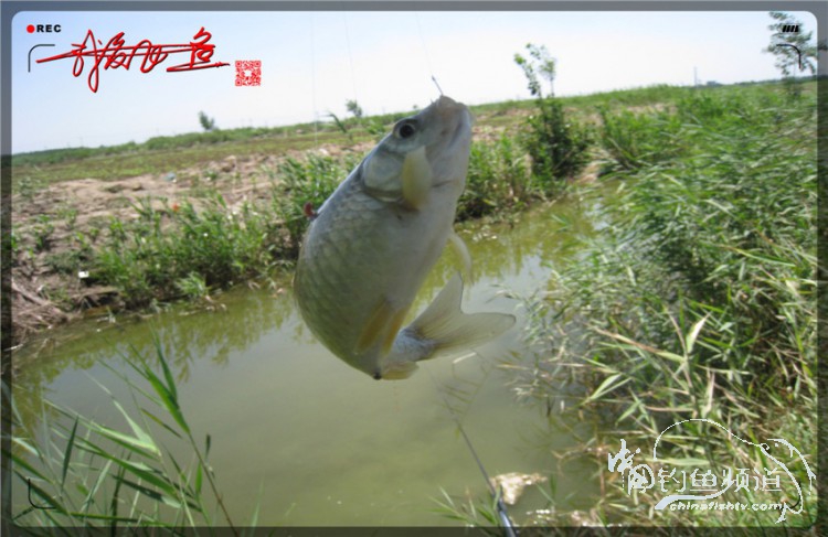 户外野钓小河沟七星鱼,鲫鱼野钓小河沟