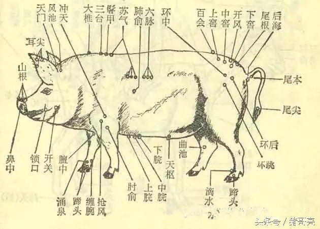 猪针灸,养猪可以针灸吗