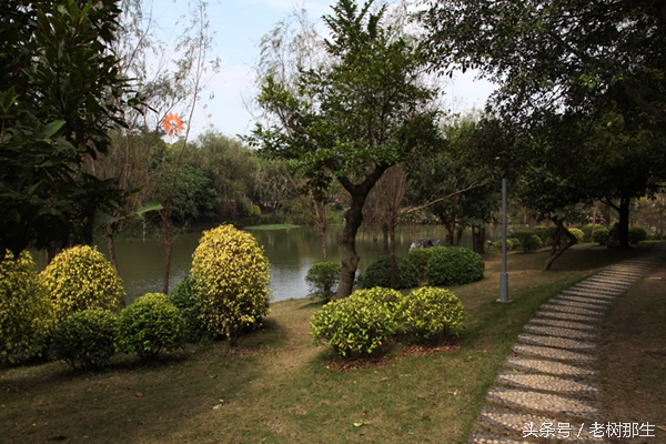 广西南宁狮山公园图,南宁狮山公园景观改造