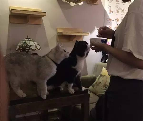 西安钟楼附近高档餐厅,西安必去的高消费餐厅