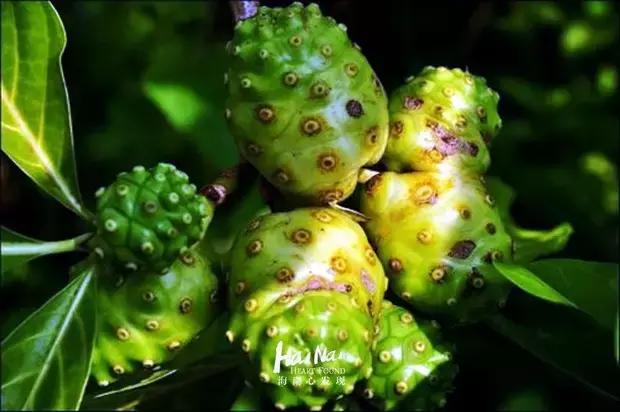 海南特产椰奶清补凉12罐86元包邮 (淘宝上的海南特产比实体店便宜)