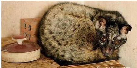 猫屎咖啡背后你所不知道的真相,为什么猫屎咖啡不是一般人能喝的