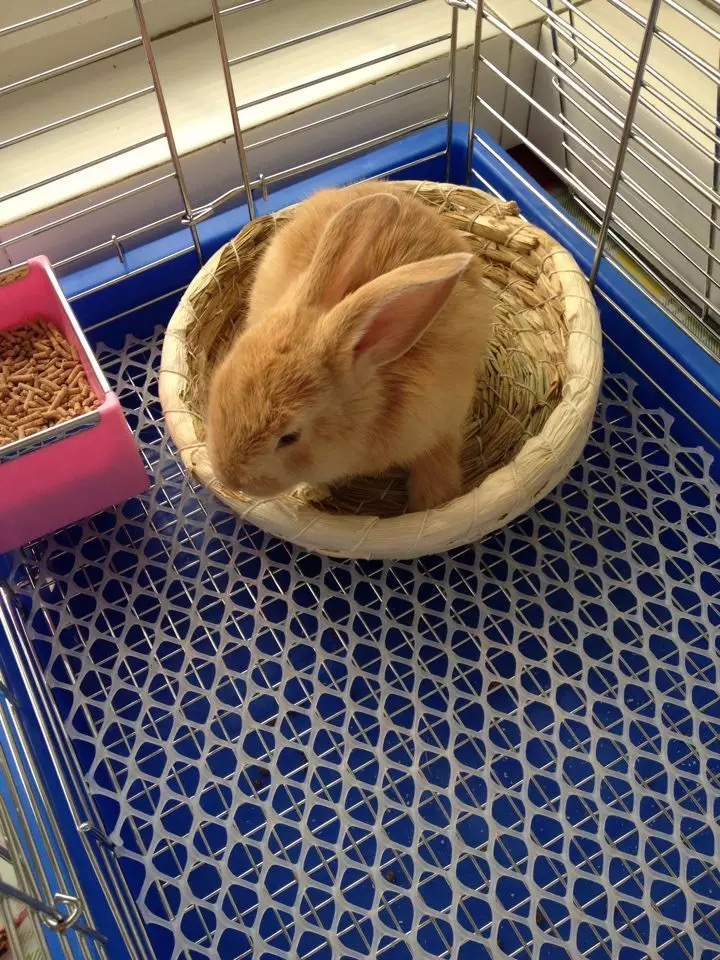 在家养兔子怎么自己做笼子,想养兔子得怎么养才能养好