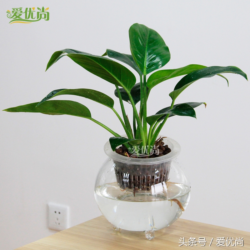 超实用水培植物怎么养,最适合懒人养的4种水培植物