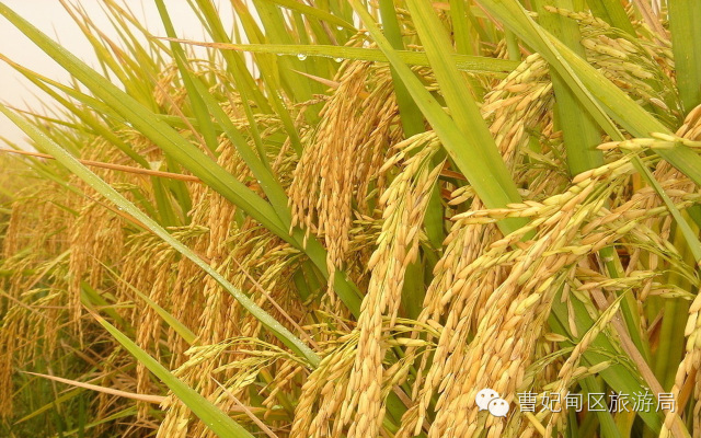 滨海湿地,曹妃甸湿地文化旅游度假区