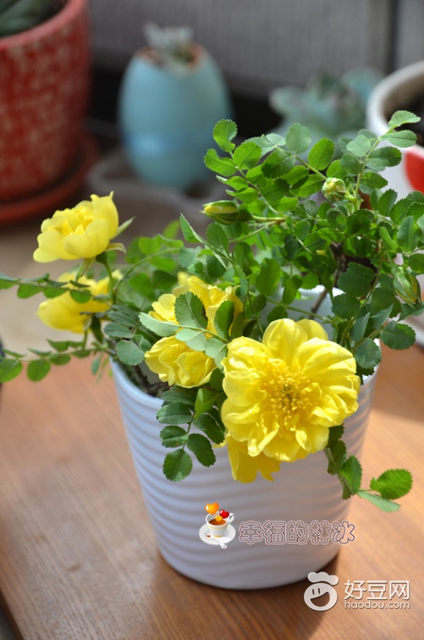 海鲜墨鱼干做法视频,海鲜墨鱼干怎么做法好吃