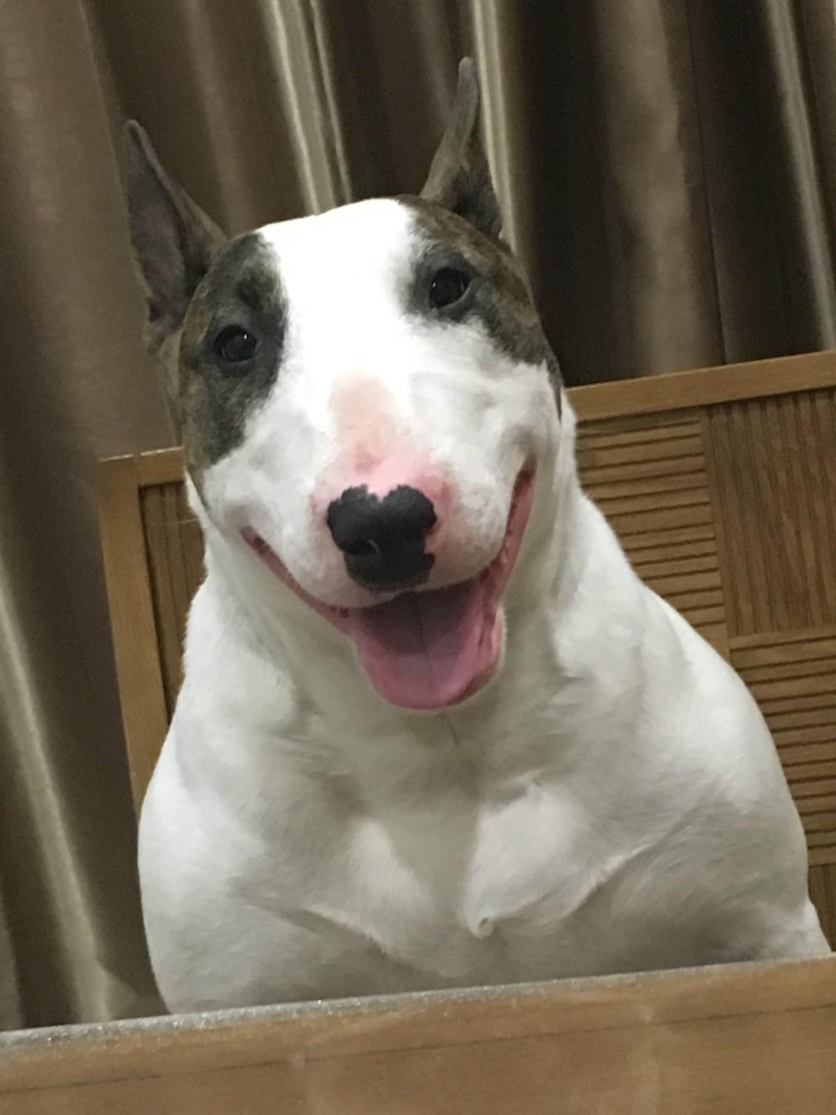 宠物大头照特效,宠物大头头像