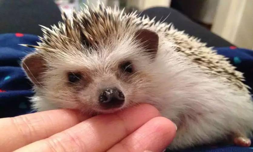 宠物大头照特效,宠物大头头像