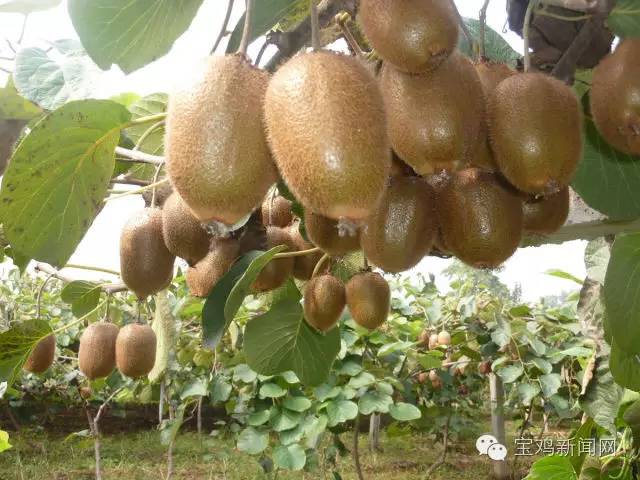 8月8日新闻简短,8月8日新闻报道摘要