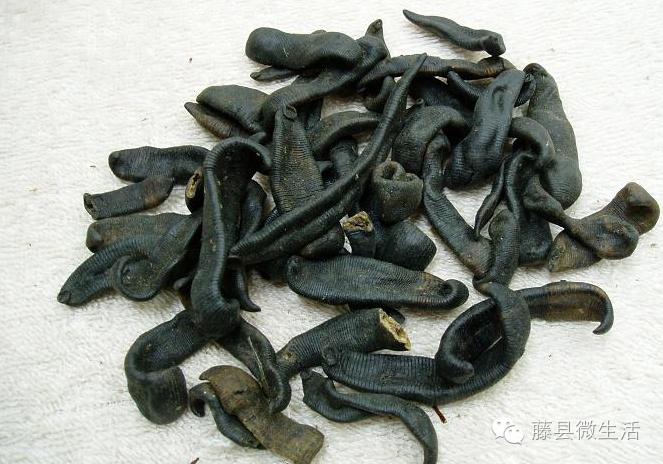 农田里吸血的虫叫什么,田里有一种吸血动物