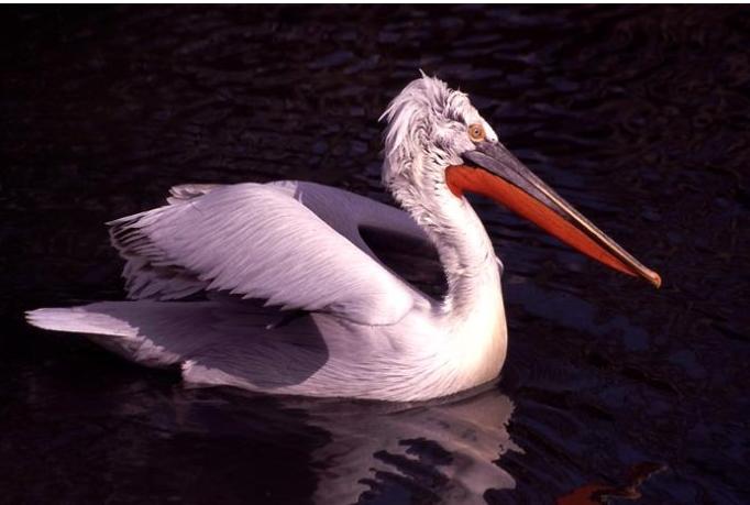 这个公然买卖美女的国家,引起了全世界单身汪的注意