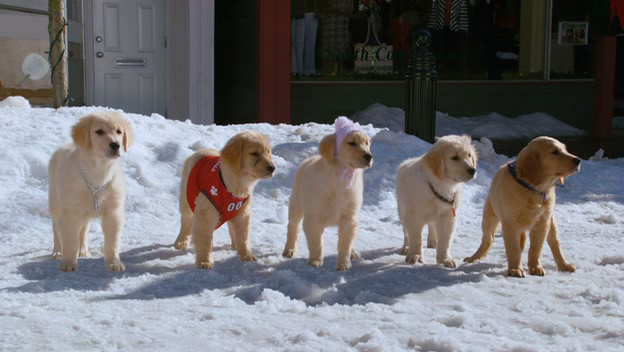 关于狗狗几部感人的电影,关于狗狗的感动且好看的电影