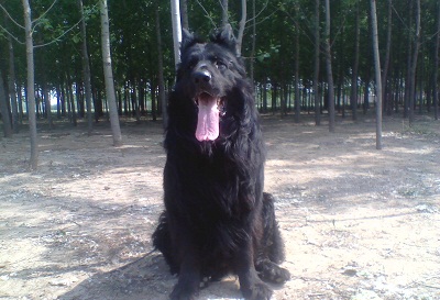 黑熊犬性格怎么样,黑熊犬性格