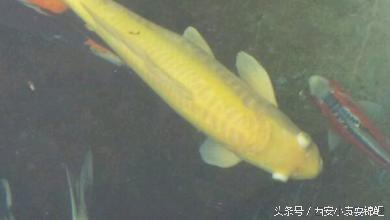 锦鲤一只眼睛凸眼是什么原因,锦鲤变金龙
