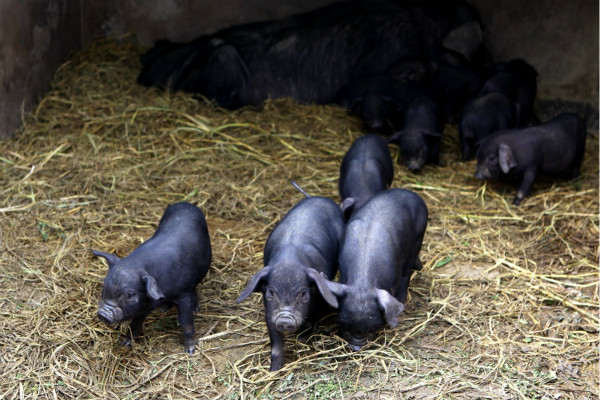 兽药夏季不好做怎么办,兽药出现问题如何解决
