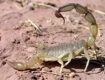 哪些虫子赚钱又好抓,农村常见的虫子哪些可以赚钱