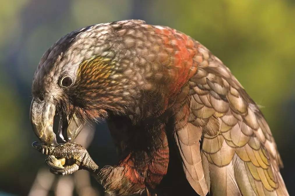 老中医蜂蜜系列,老中医生姜蜂蜜